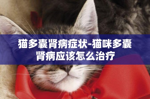 貓多囊腎病癥狀-貓咪多囊腎病應該怎么治療