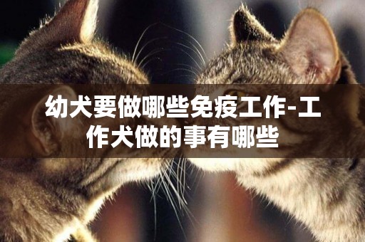 幼犬要做哪些免疫工作-工作犬做的事有哪些