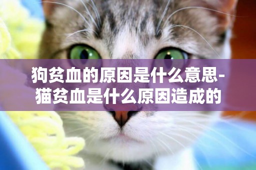 狗貧血的原因是什么意思-貓貧血是什么原因造成的