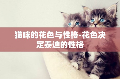 貓咪的花色與性格-花色決定泰迪的性格