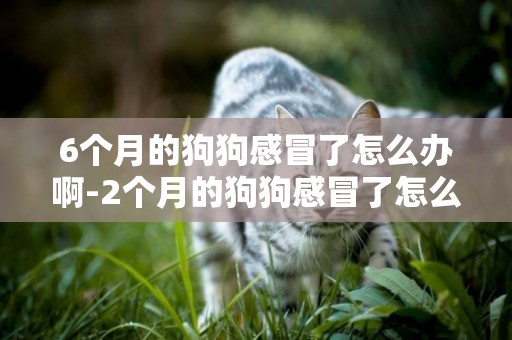 6個月的狗狗感冒了怎么辦啊-2個月的狗狗感冒了怎么辦