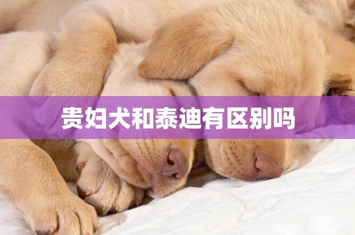 貴婦犬和泰迪有區別嗎