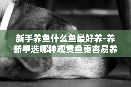 新手養魚什么魚最好養-養新手選哪種觀賞魚更容易養