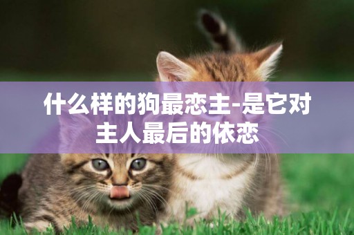 什么樣的狗最戀主-是它對主人最后的依戀