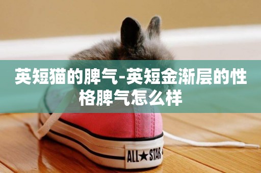 英短貓的脾氣-英短金漸層的性格脾氣怎么樣