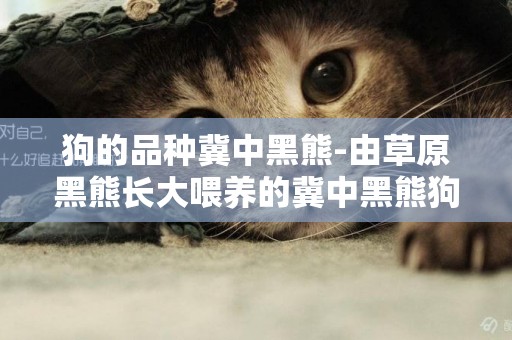 狗的品種冀中黑熊-由草原黑熊長大喂養的冀中黑熊狗具有熊的特征