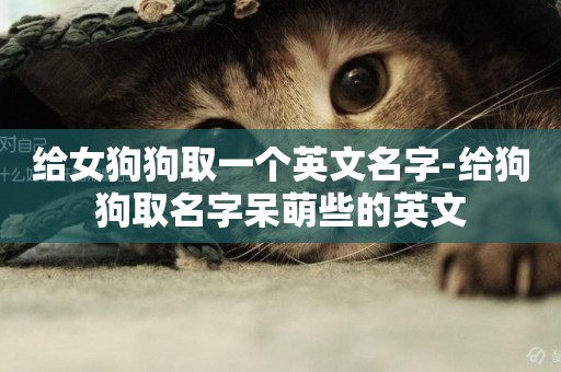 給女狗狗取一個英文名字-給狗狗取名字呆萌些的英文