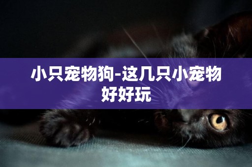 小只寵物狗-這幾只小寵物好好玩
