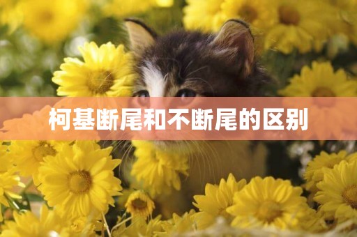 柯基斷尾和不斷尾的區別