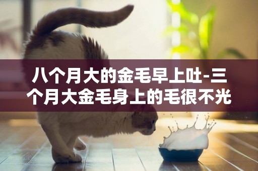 八個月大的金毛早上吐-三個月大金毛身上的毛很不光滑干躁