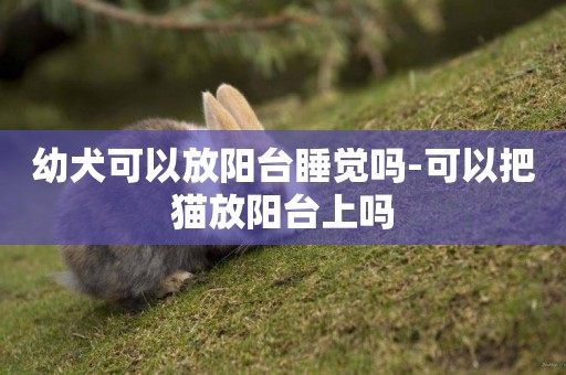 幼犬可以放陽臺睡覺嗎-可以把貓放陽臺上嗎