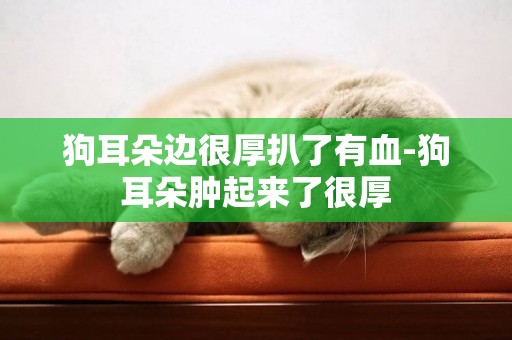 狗耳朵邊很厚扒了有血-狗耳朵腫起來了很厚