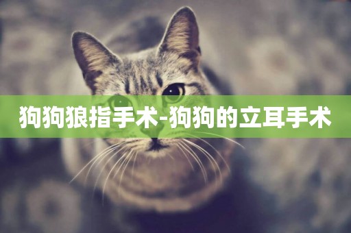 狗狗狼指手術-狗狗的立耳手術