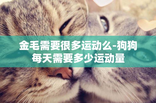 金毛需要很多運動么-狗狗每天需要多少運動量