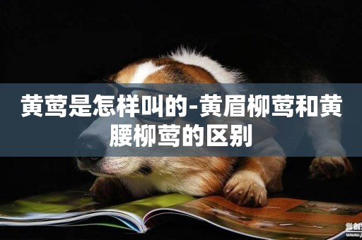 黃鶯是怎樣叫的-黃眉柳鶯和黃腰柳鶯的區別