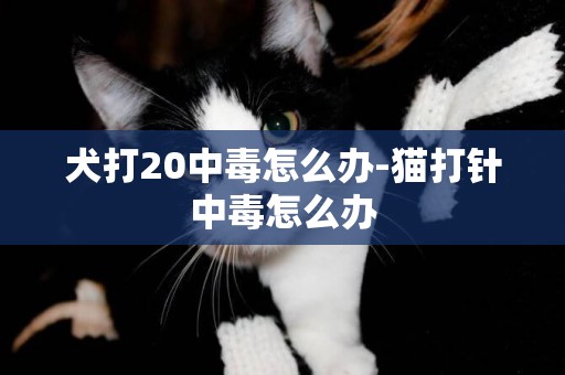 犬打20中毒怎么辦-貓打針中毒怎么辦