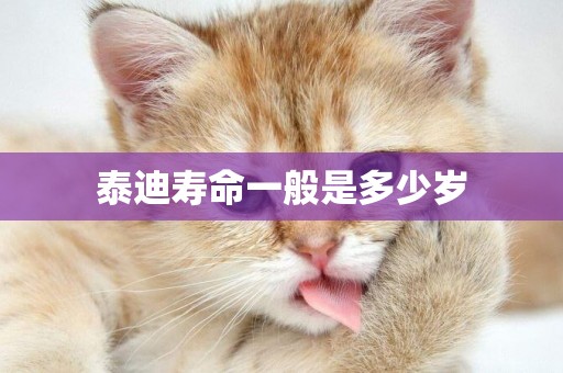 泰迪壽命一般是多少歲