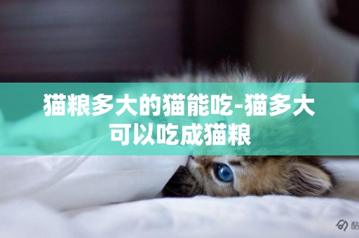 貓糧多大的貓能吃-貓多大可以吃成貓糧