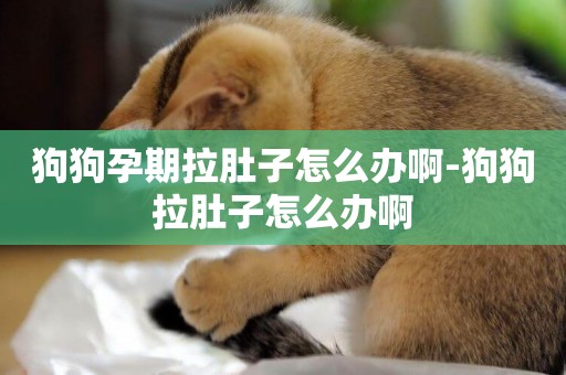 狗狗孕期拉肚子怎么辦啊-狗狗拉肚子怎么辦啊