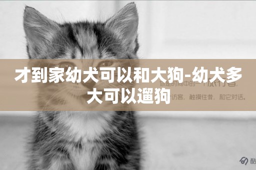 才到家幼犬可以和大狗-幼犬多大可以遛狗
