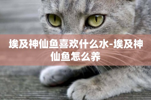 埃及神仙魚喜歡什么水-埃及神仙魚怎么養