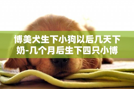 博美犬生下小狗以后幾天下奶-幾個月后生下四只小博美樂壞主人