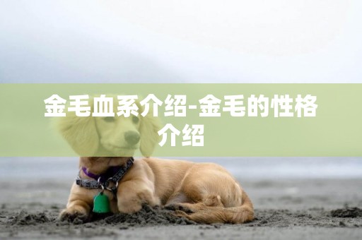 金毛血系介紹-金毛的性格介紹