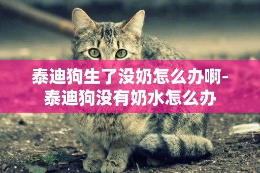 泰迪狗生了沒奶怎么辦啊-泰迪狗沒有奶水怎么辦