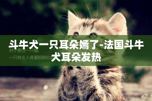 斗牛犬一只耳朵嫣了-法國斗牛犬耳朵發熱