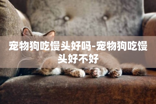 寵物狗吃饅頭好嗎-寵物狗吃饅頭好不好
