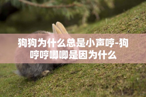 狗狗為什么總是小聲哼-狗哼哼唧唧是因為什么
