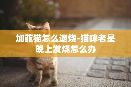 加菲貓怎么退燒-貓咪老是晚上發燒怎么辦