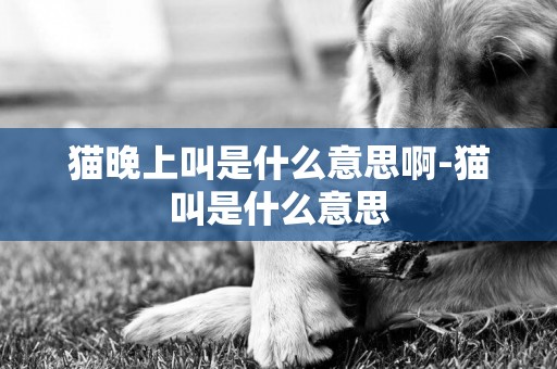 貓晚上叫是什么意思啊-貓叫是什么意思
