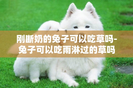 剛斷奶的兔子可以吃草嗎-兔子可以吃雨淋過的草嗎