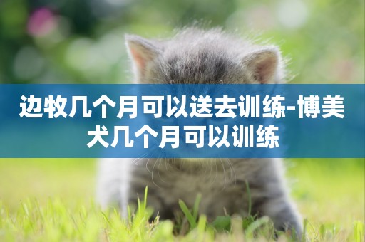 邊牧幾個月可以送去訓練-博美犬幾個月可以訓練