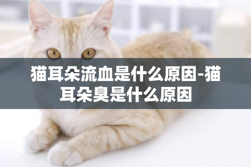 貓耳朵流血是什么原因-貓耳朵臭是什么原因