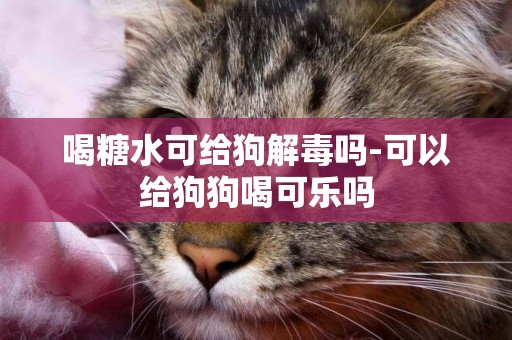 喝糖水可給狗解毒嗎-可以給狗狗喝可樂嗎