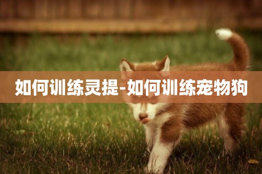 如何訓練靈提-如何訓練寵物狗