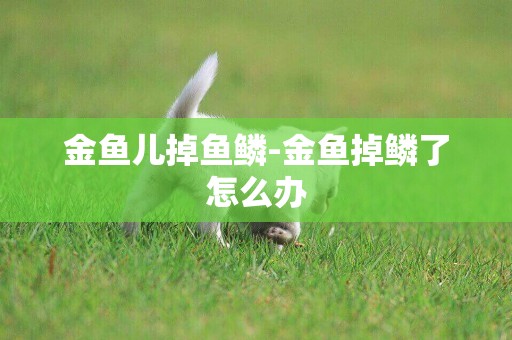 金魚兒掉魚鱗-金魚掉鱗了怎么辦