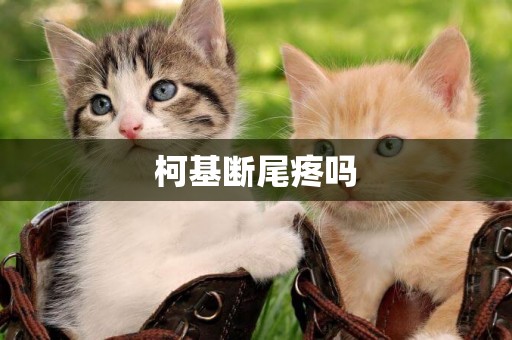 柯基斷尾疼嗎