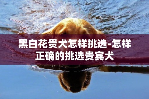 黑白花貴犬怎樣挑選-怎樣正確的挑選貴賓犬