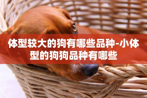體型較大的狗有哪些品種-小體型的狗狗品種有哪些