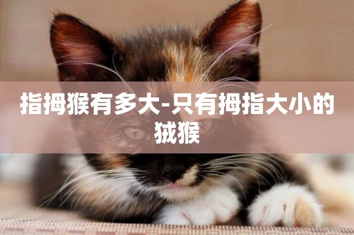 指拇猴有多大-只有拇指大小的狨猴