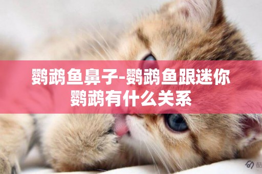 鸚鵡魚鼻子-鸚鵡魚跟迷你鸚鵡有什么關系