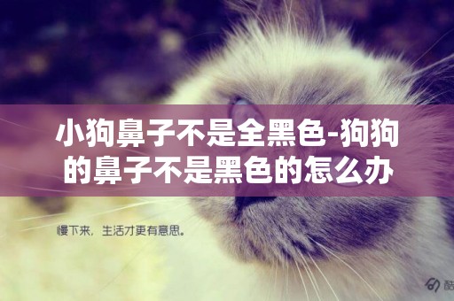小狗鼻子不是全黑色-狗狗的鼻子不是黑色的怎么辦
