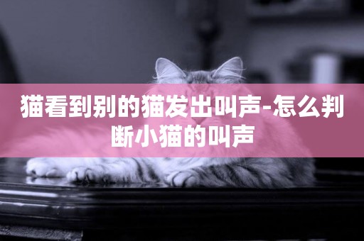 貓看到別的貓發出叫聲-怎么判斷小貓的叫聲