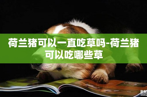 荷蘭豬可以一直吃草嗎-荷蘭豬可以吃哪些草