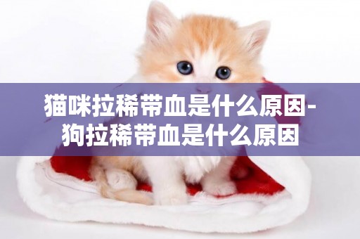 貓咪拉稀帶血是什么原因-狗拉稀帶血是什么原因