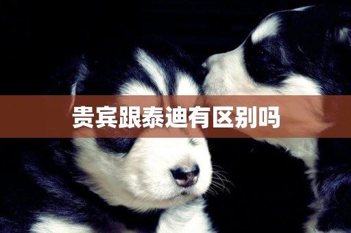 貴賓跟泰迪有區別嗎
