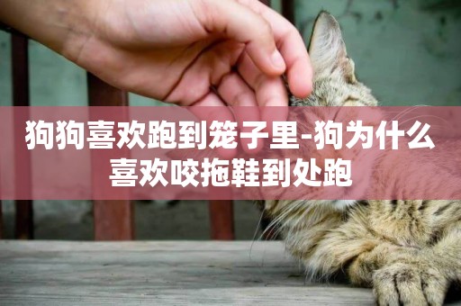 狗狗喜歡跑到籠子里-狗為什么喜歡咬拖鞋到處跑